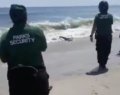 shark