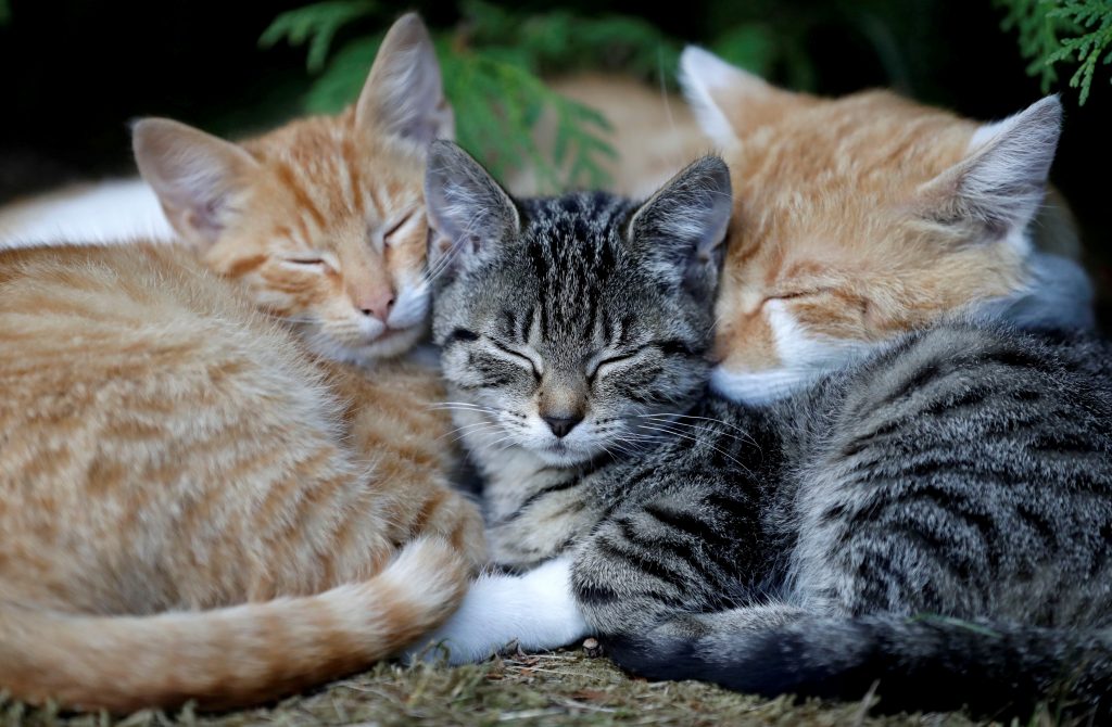 FILE PHOTO: Cats sleep in the village of Krompach near the town of Cvikov