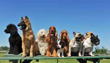 nine dogs