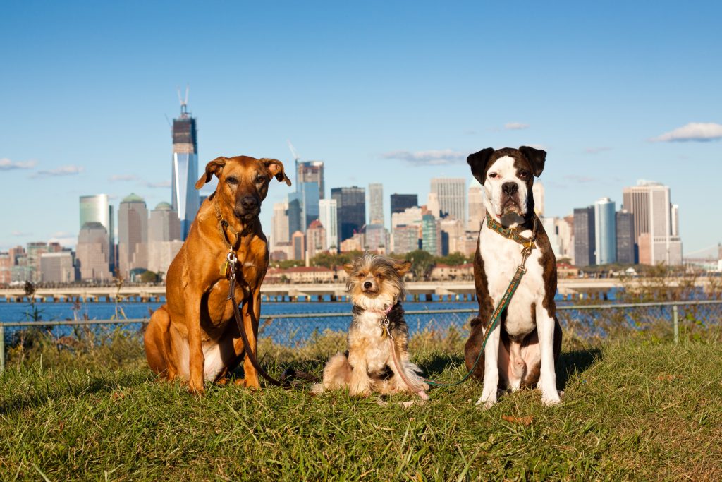 Dog Pack taking on Manhattan