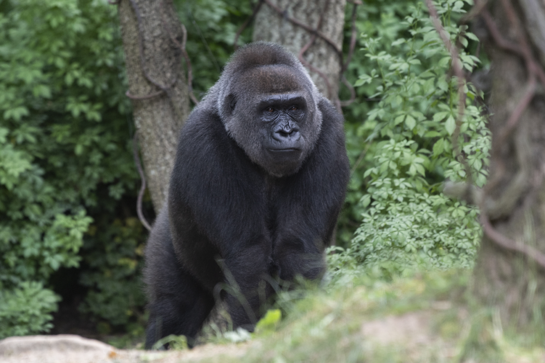 A western lowland gorilla inside the Bronx Zoo. (Courtesy of Julie Larsen Maher/WCS)