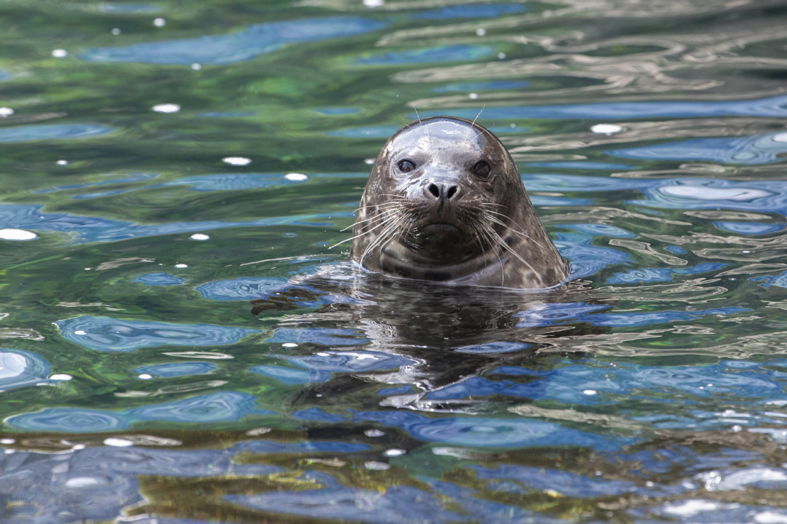 New York Aquarium new harbor seal pup to exhibit amNewYork