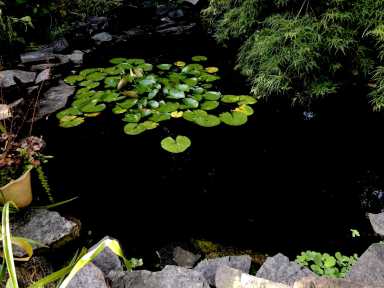 POND