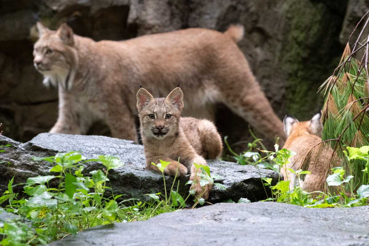 Julie Larsen Maher_4658_Canada Lynx and Kittens_QZ_09 02 20