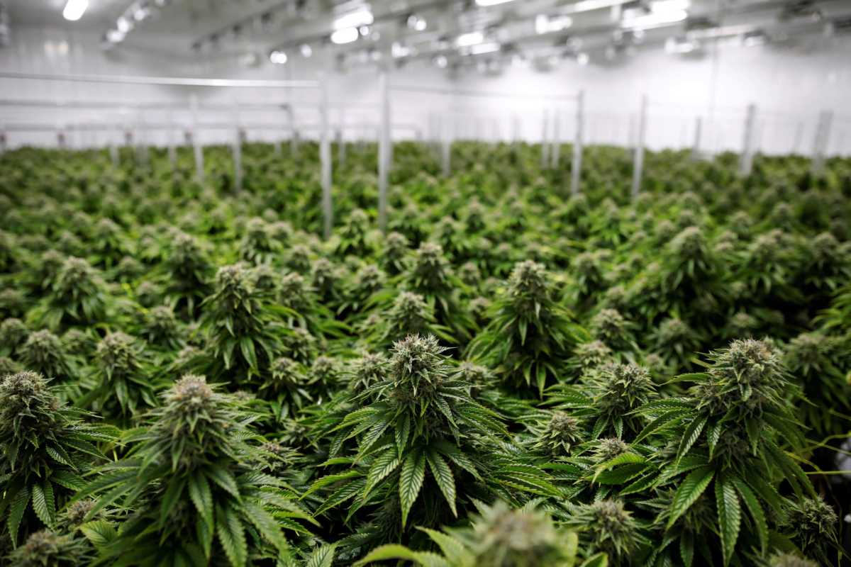 Up to speed on legal weed 1 FILE PHOTO: Chemdawg marijuana plants grow at a facility