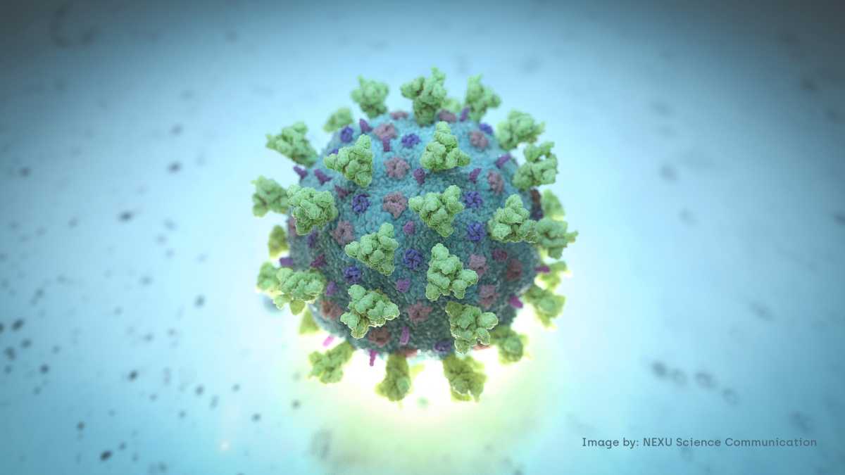 FILE PHOTO: A computer image created by Nexu Science Communication together with Trinity College in Dublin, shows a model structurally representative of a betacoronavirus which is the type of virus linked to COVID-19