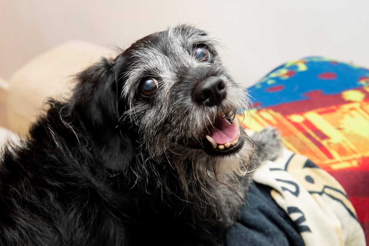 Senior Dog Relaxing On Sofa