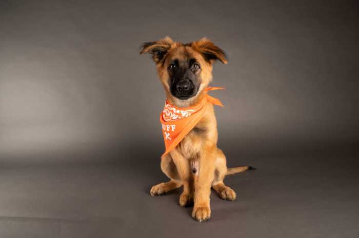 Argos, Team Ruff