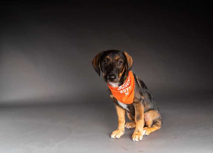 Team Ruff