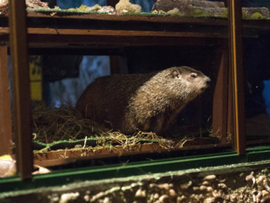 Groundhog Staten Island Chuck is seen during a “Groundhog Day” event at the Staten Island Zoo in New York