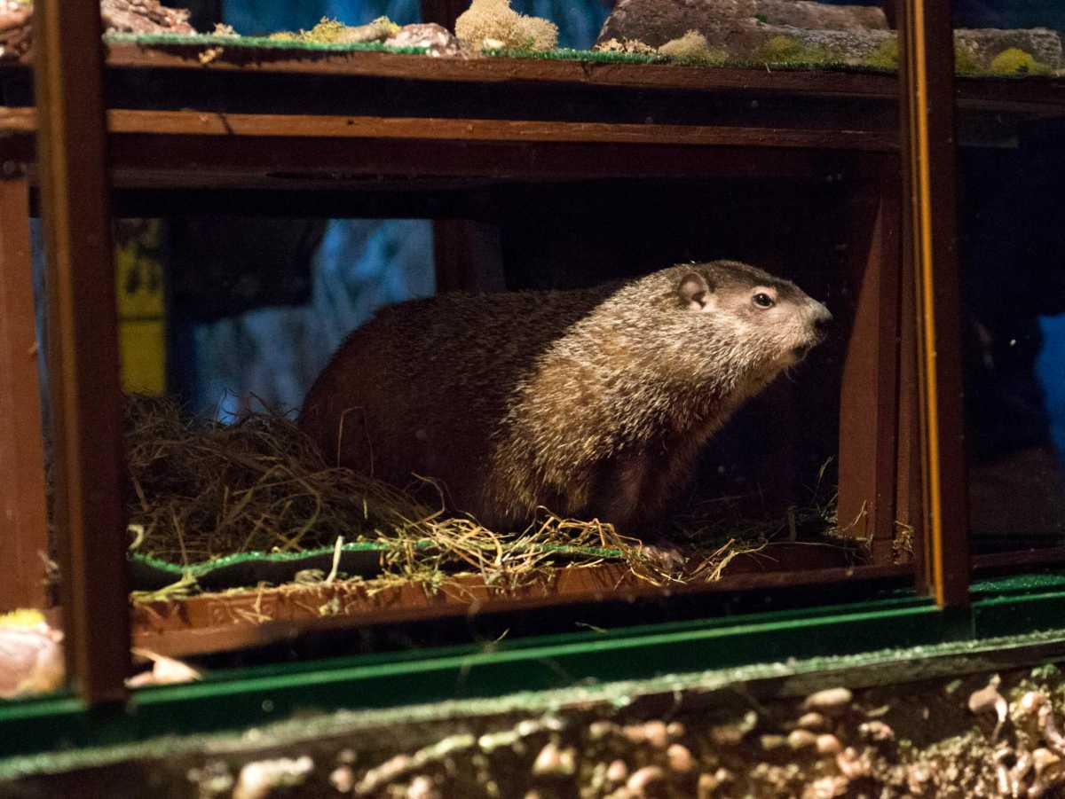 Groundhog Staten Island Chuck is seen during a “Groundhog Day” event at the Staten Island Zoo in New York