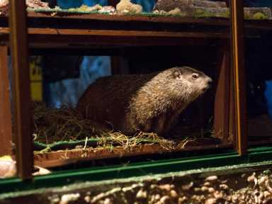 Groundhog Staten Island Chuck is seen during a “Groundhog Day” event at the Staten Island Zoo in New York