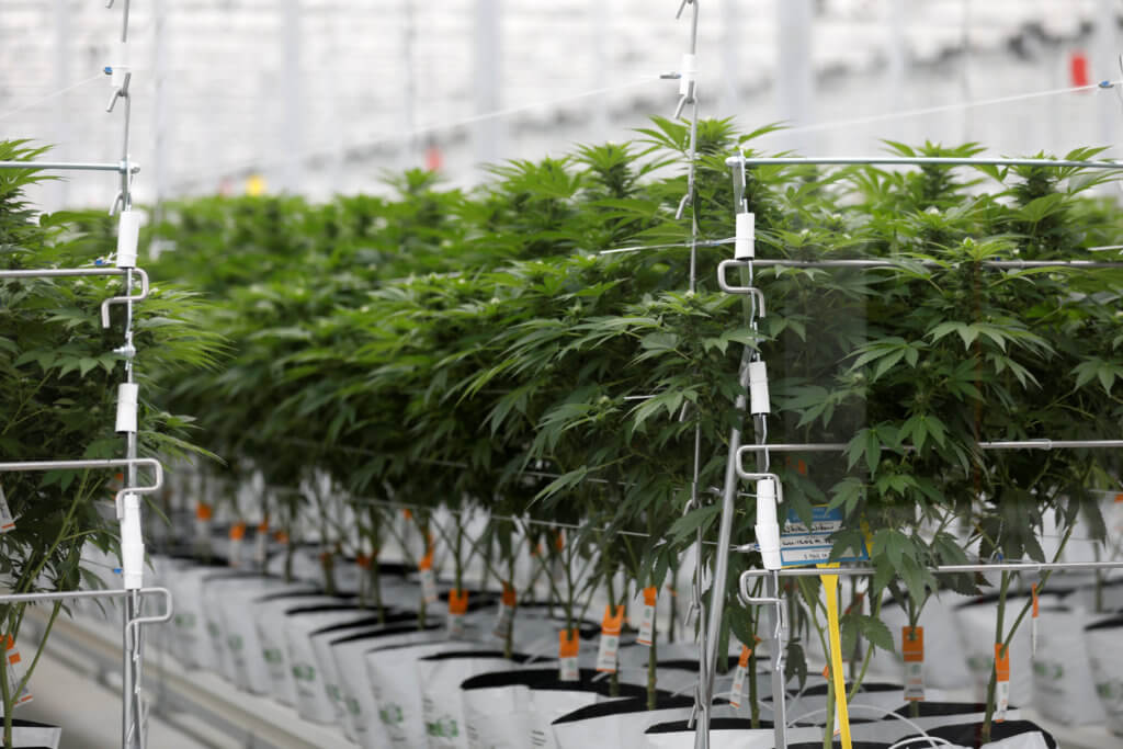 Cannabis plants grow inside Tilray factory hothouse in Cantanhede