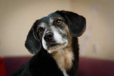 Mongrel dog portrait