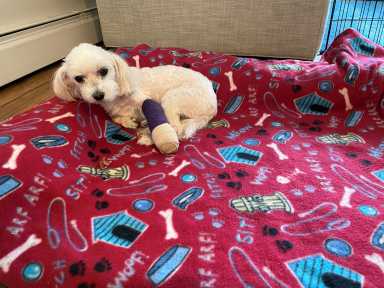 U.S. insurance regulators ready proposed law for fast-growing pet coverage