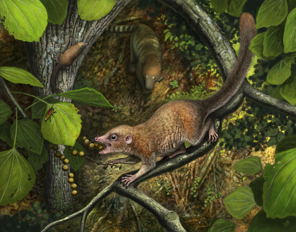 Brooklyn College professor part of discovery that suggests earliest primate ancestor lived alongside dinosaurs 3