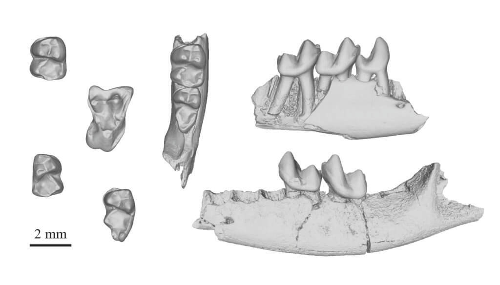 Brooklyn College professor part of discovery that suggests earliest primate ancestor lived alongside dinosaurs 2
