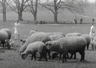 prospect-park-sheep-long-meadow-herder-fox-movietown-news-1929-7