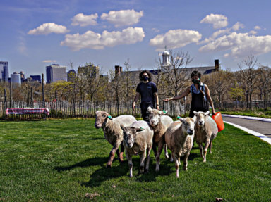 sheep at Governors Island