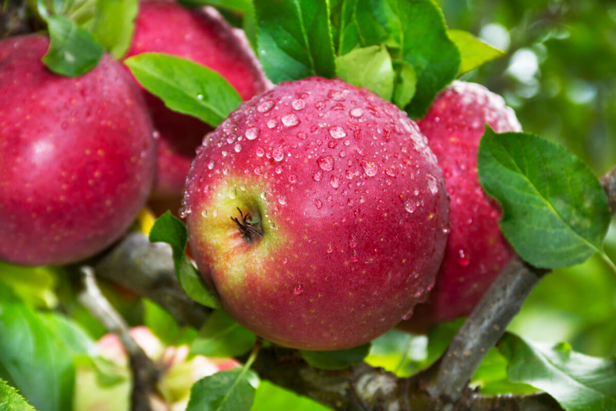 Organic Apples on Tree