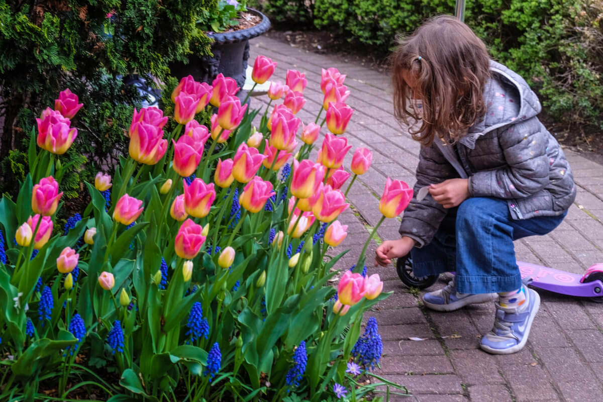 Tulips in bloom at Jefferson Market Garden naturally attract children.