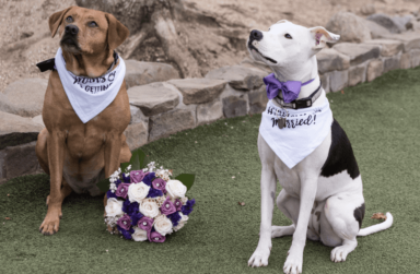 dogwedding