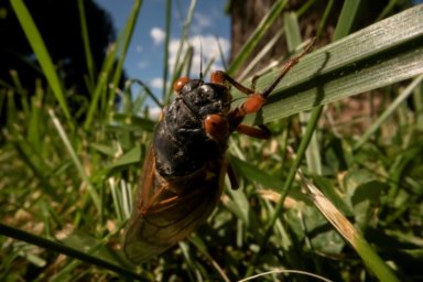 FILE PHOTO: The Wider Image: Getting up close with cicadas to find climate change clues