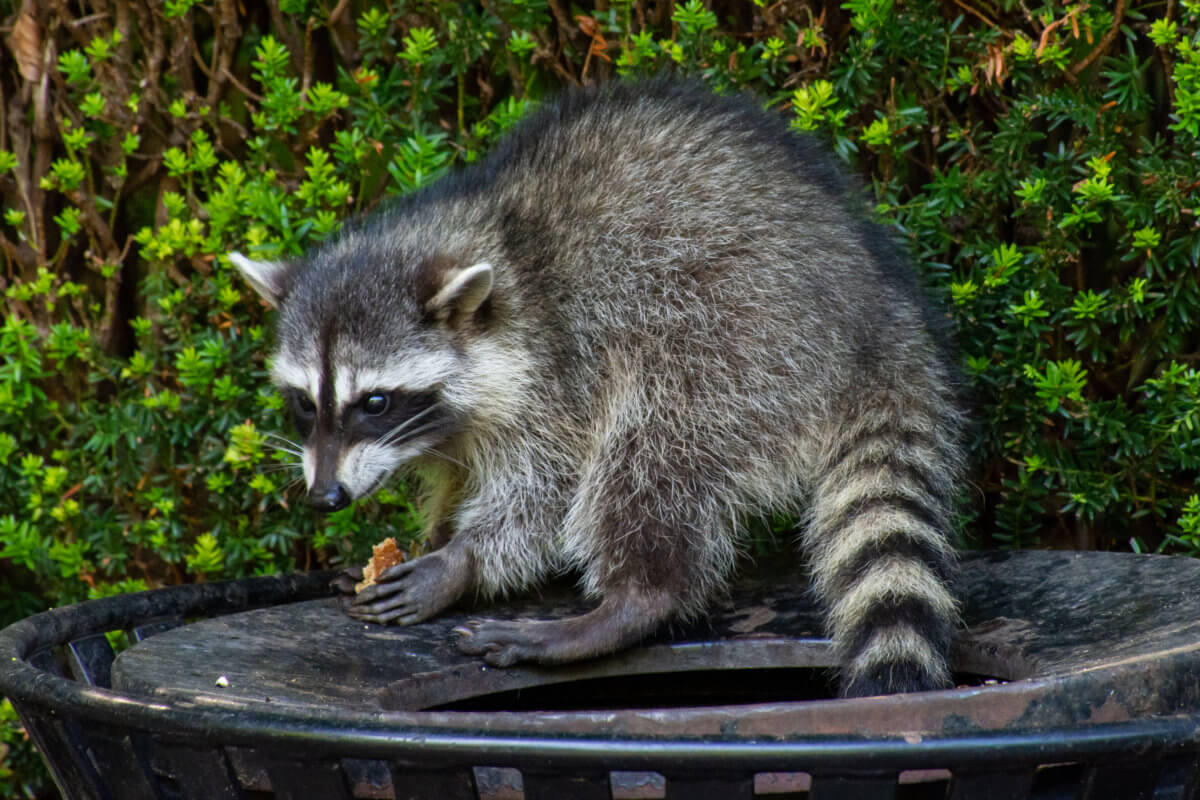 The city is vaccinating raccoons to help control the spread of rabies.