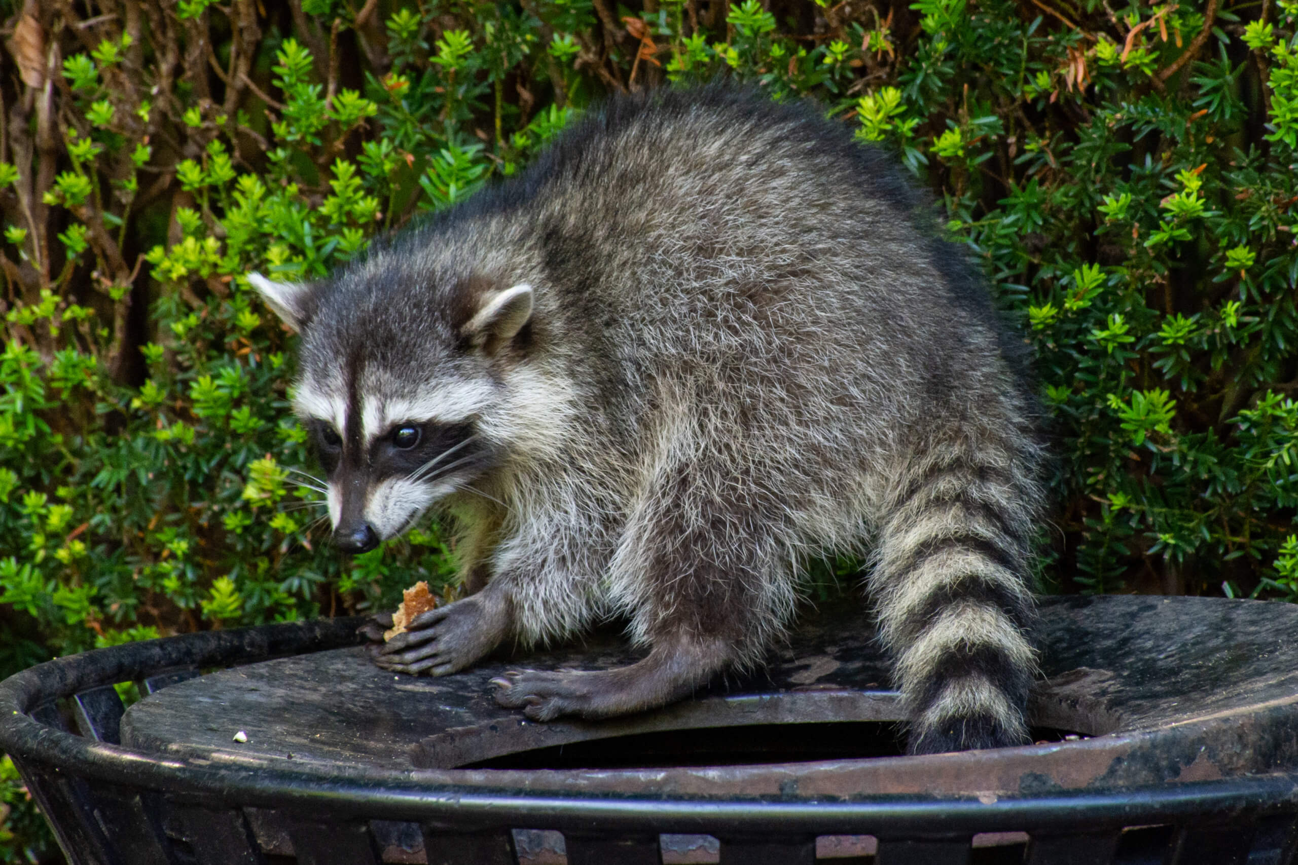 Health Dept to vaccinate raccoons against rabies across the city | amNewYork