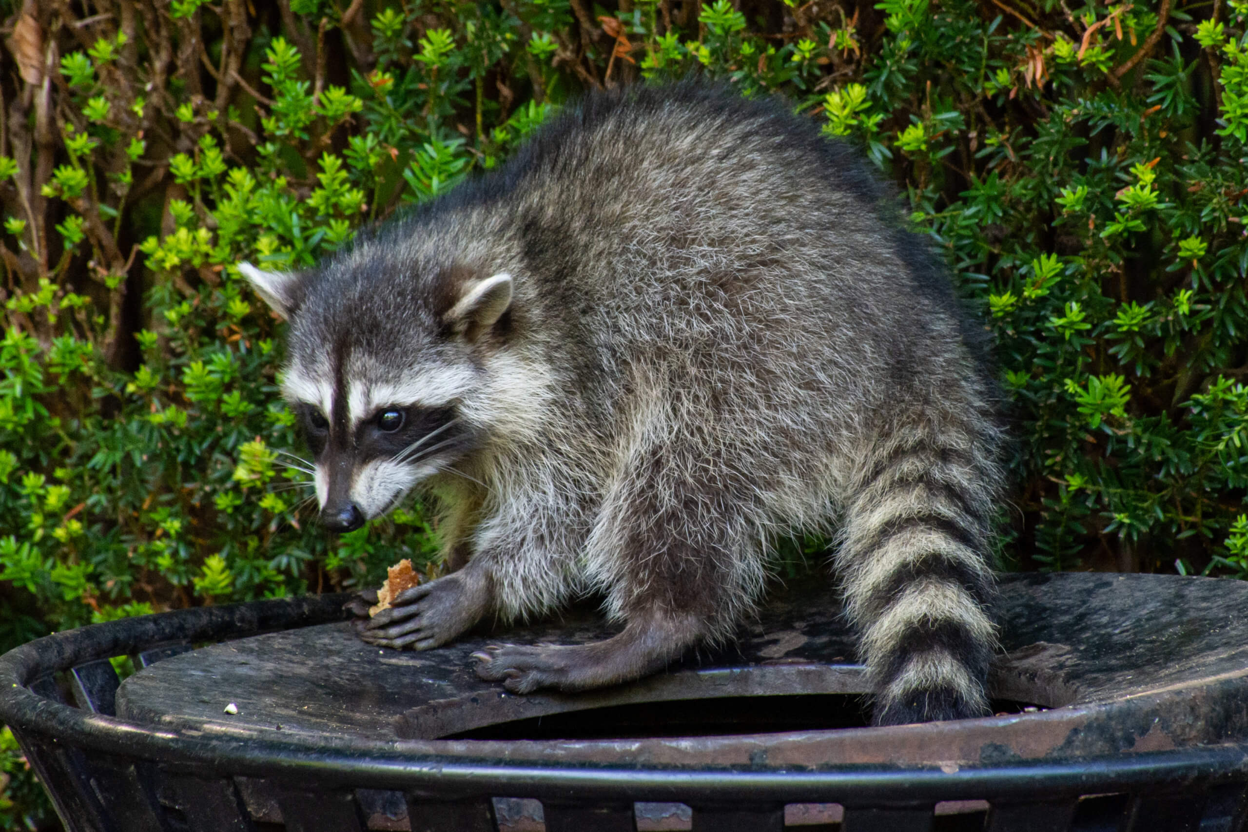 Health Dept to vaccinate raccoons against rabies across the city | amNewYork Health Dept to vaccinate raccoons against rabies across the city | amNewYork