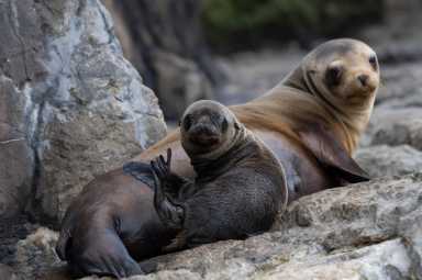 Julie Larsen Maher_4234_California Sea Lion and Pup_AQ_06 04 21