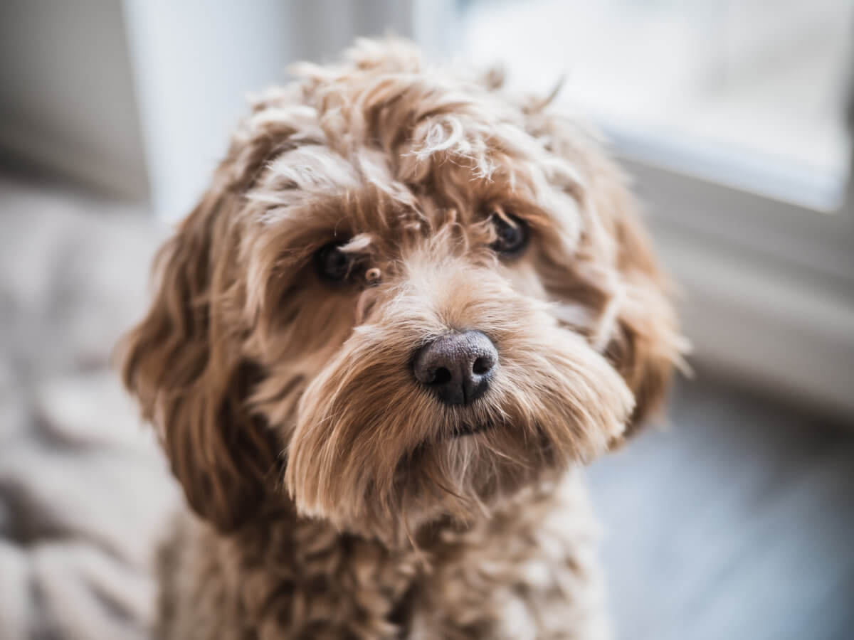 are cockapoos hypoallergenic