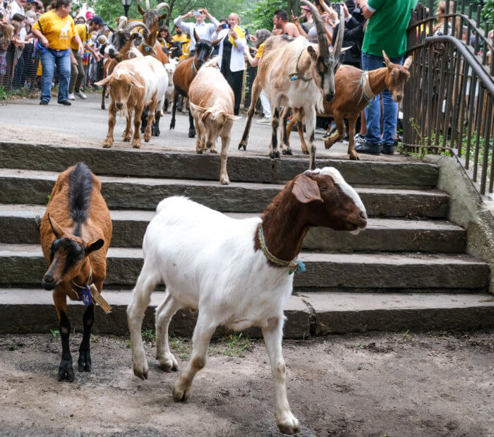 They’re baaaack Goats return to Riverside Park amNewYork