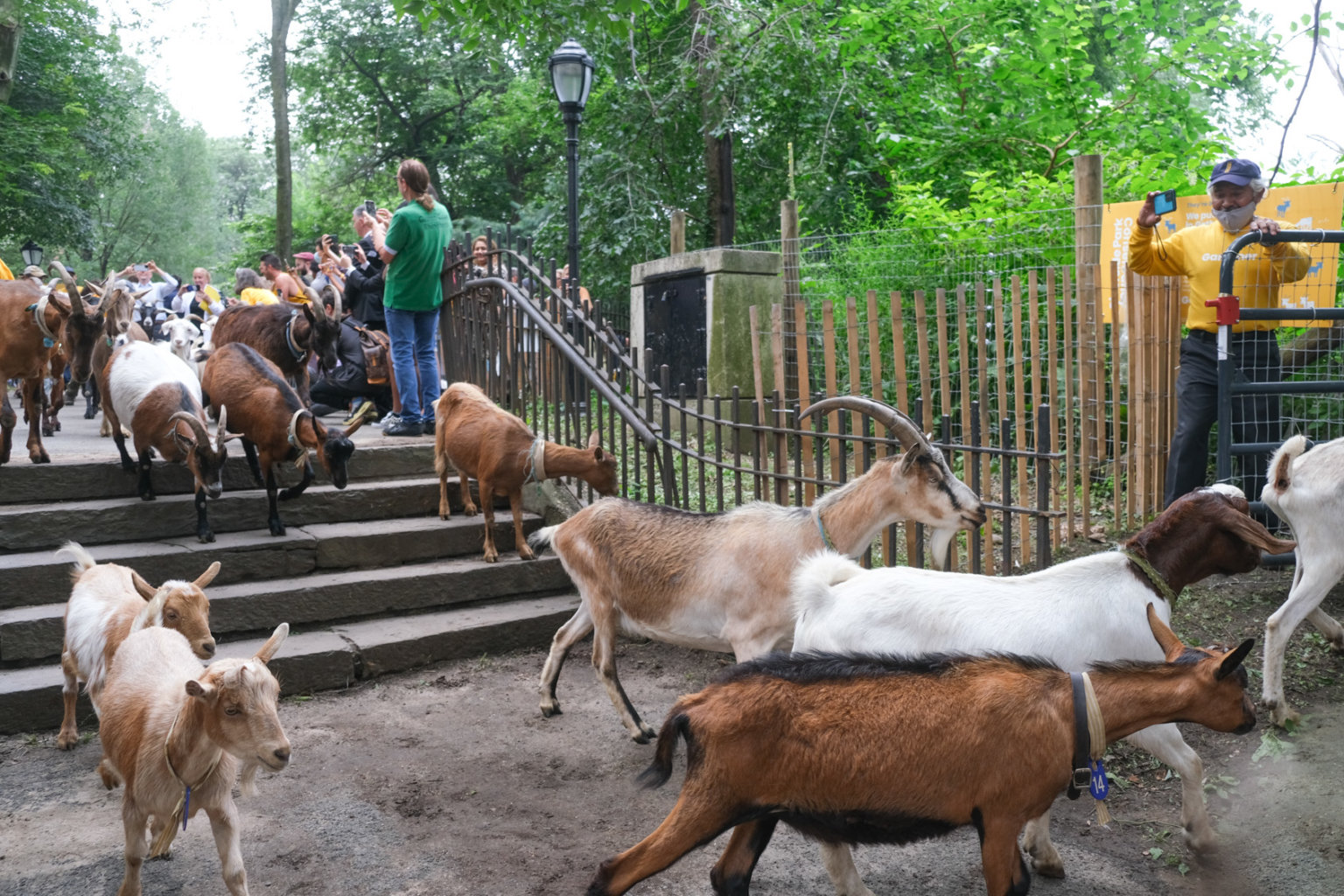 They’re baaaack Goats return to Riverside Park amNewYork