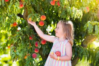 Child picking and eating peach from fruit tree