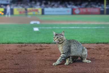 MLB: Baltimore Orioles at New York Yankees