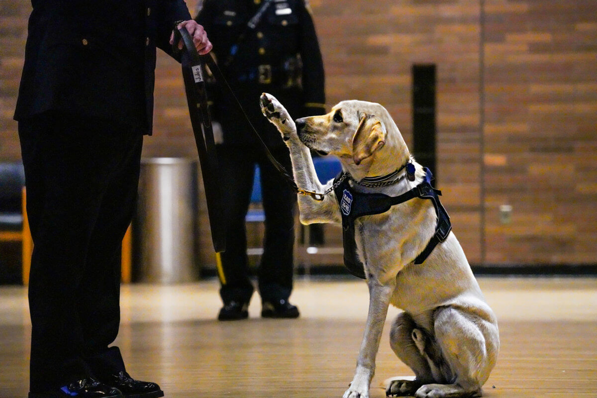 Dog squad: A pair of furry NYPD detectives graduate at One Police Plaza 11