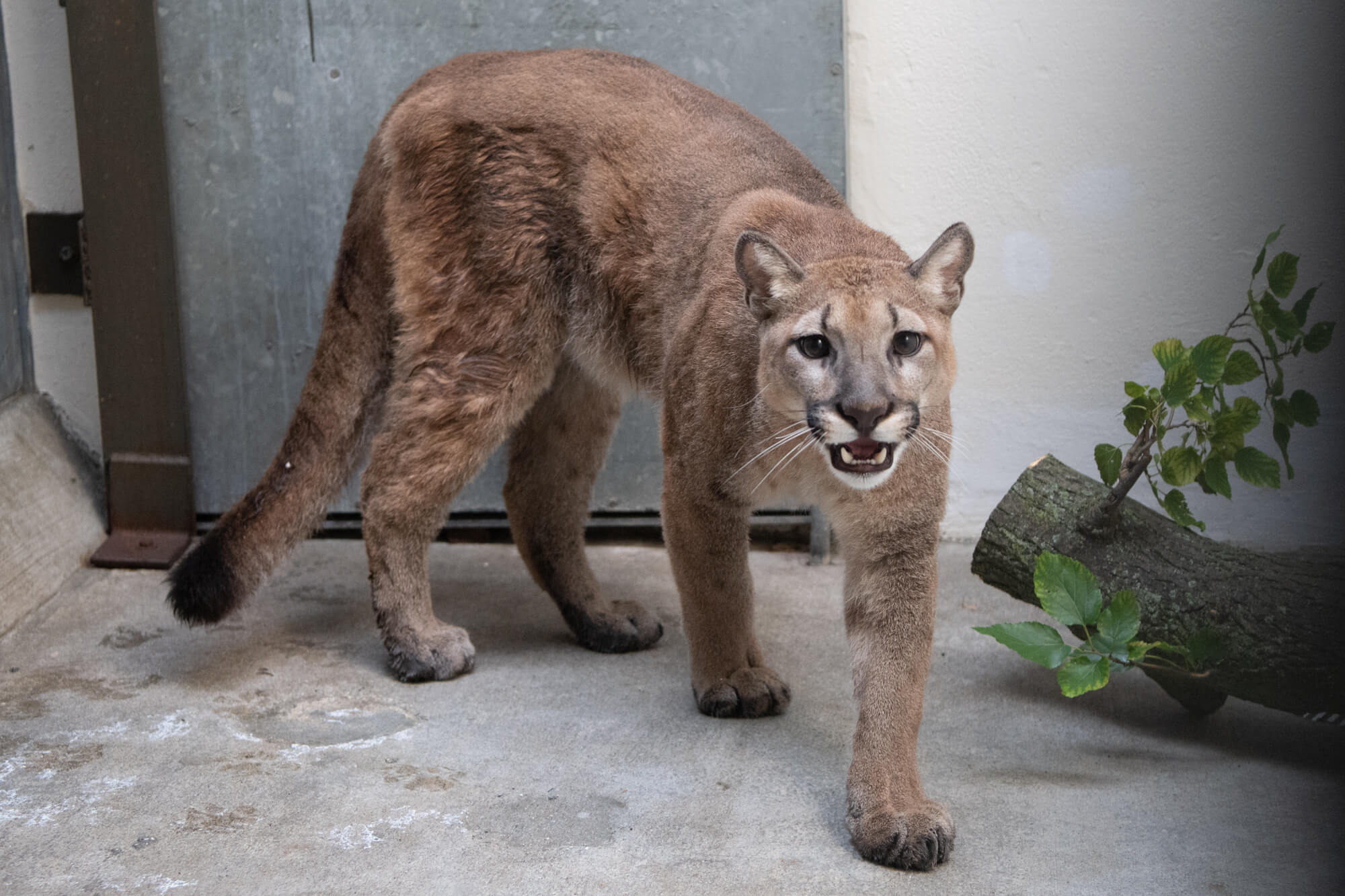 Cougar surrendered from New York City home heads to new home in Arkansas animal sanctuary 3
