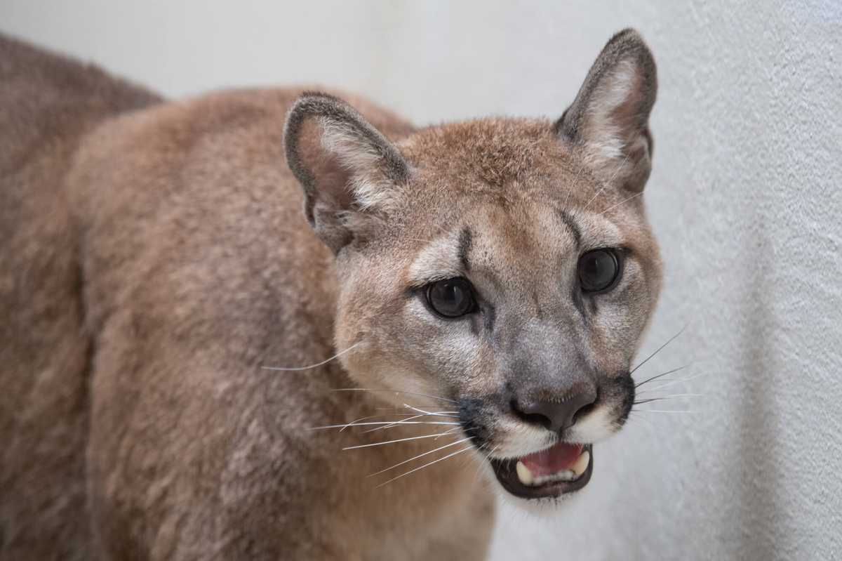 Julie Larsen Maher_2884_Confiscated Puma Juvenile_WHC_BZ_08 27 21