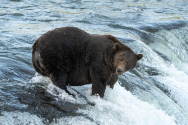 Brown bear 151 stands in a river hunting for salmon in Alaska