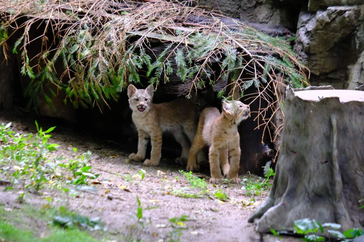 Get a behind the scenes look at the Bronx Zoo’s animals and work in new