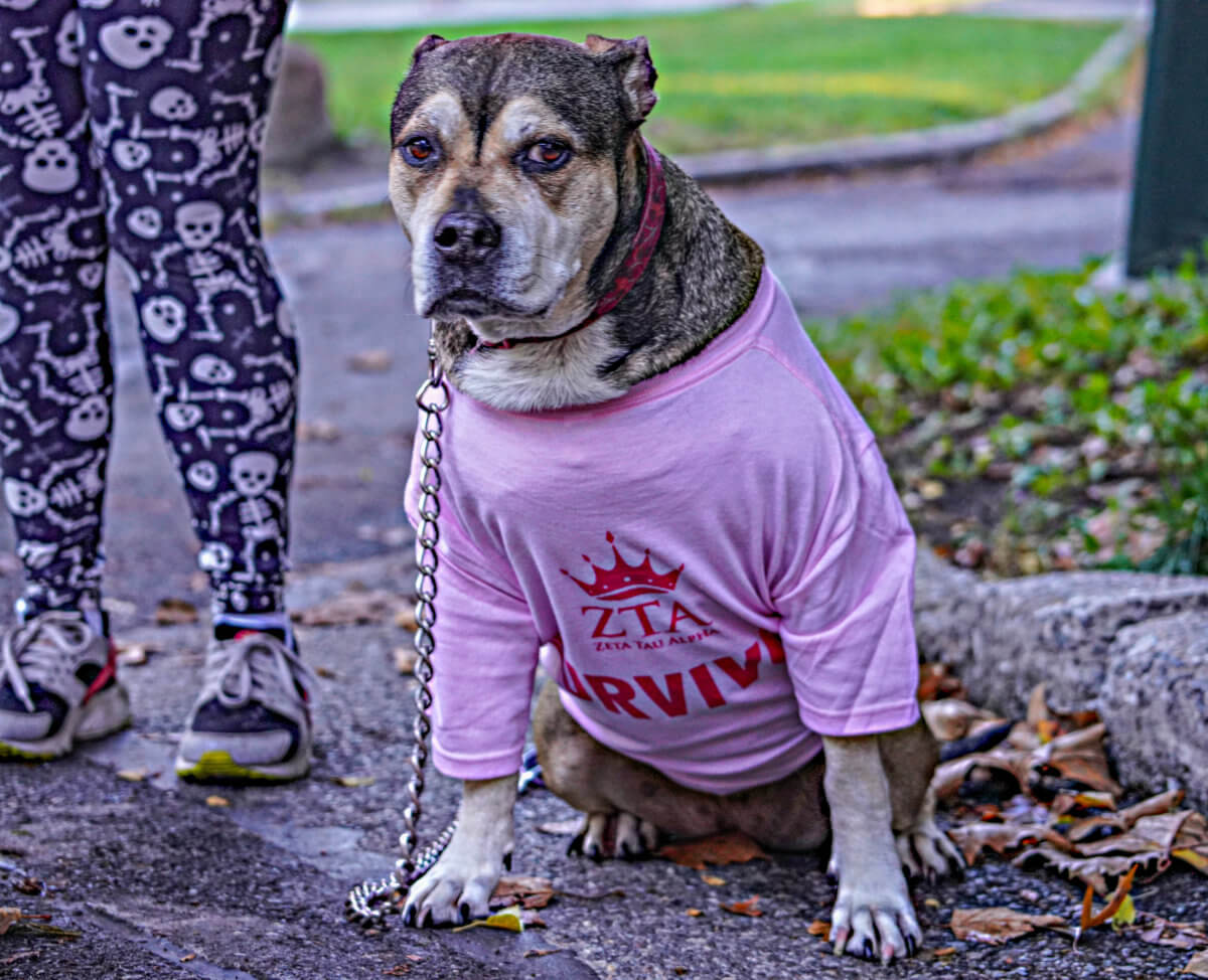Think pink! Central Park's Making Strides Against Breast Cancer walk returns in uplifting style 14
