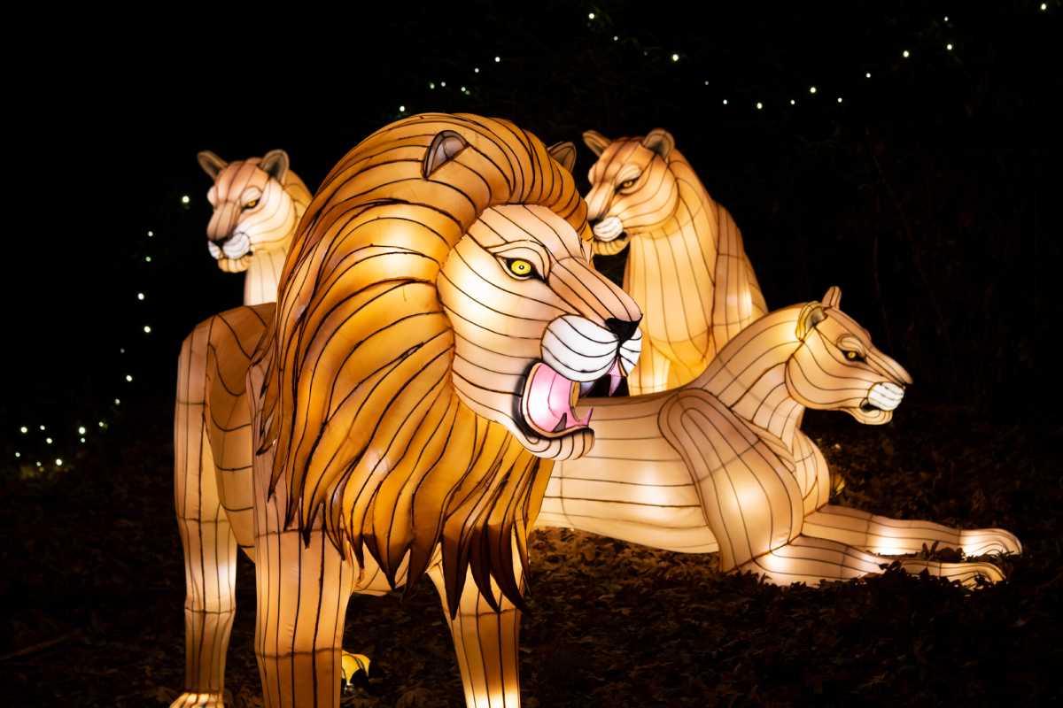 Julie Larsen Maher_9559_Holiday Lights Lanterns and Tree_BZ_11 19 19