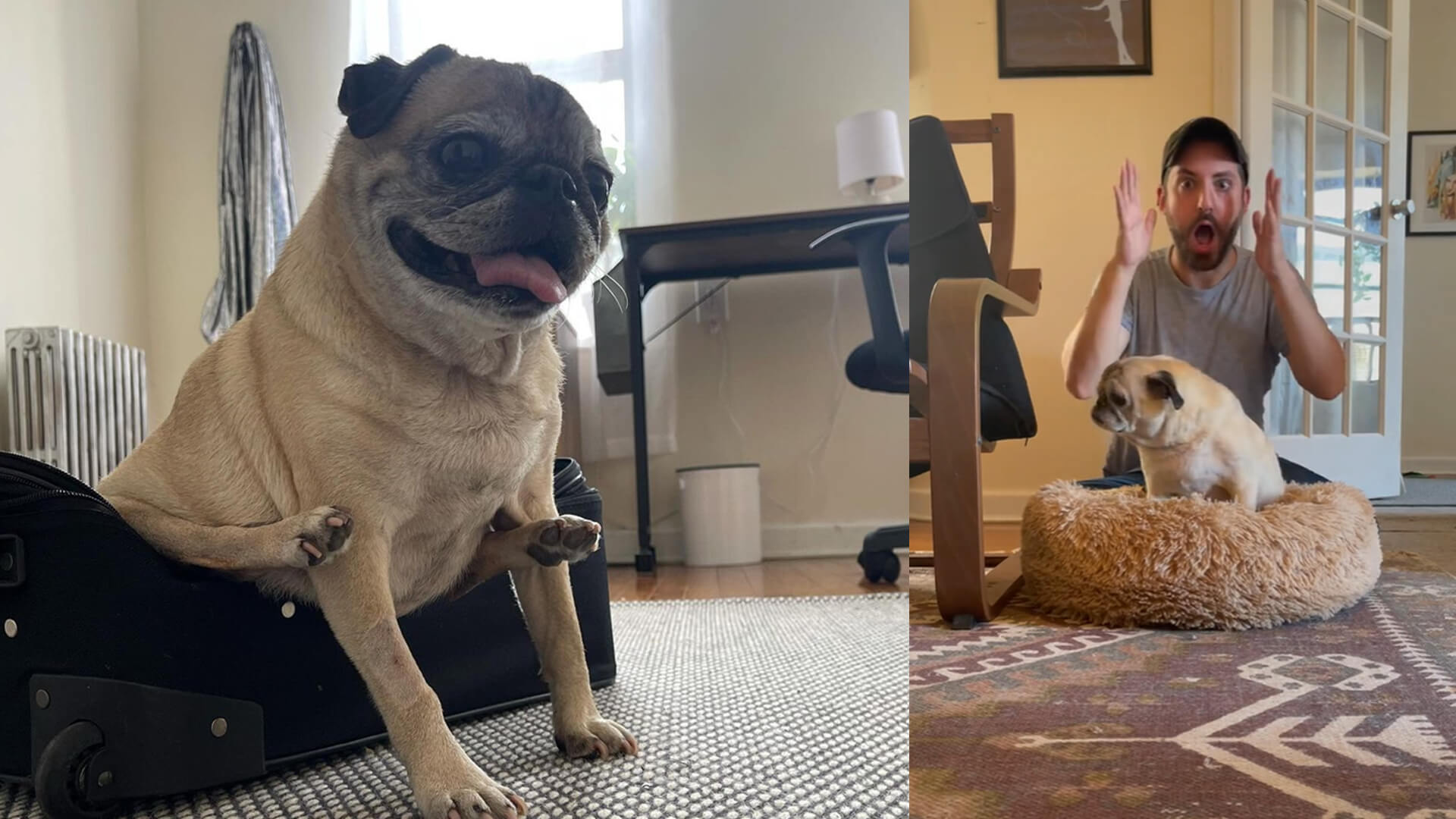 New York City pug breaks internet by predicting what kind of day we'll have  with daily bones or no bones ritual | amNewYork