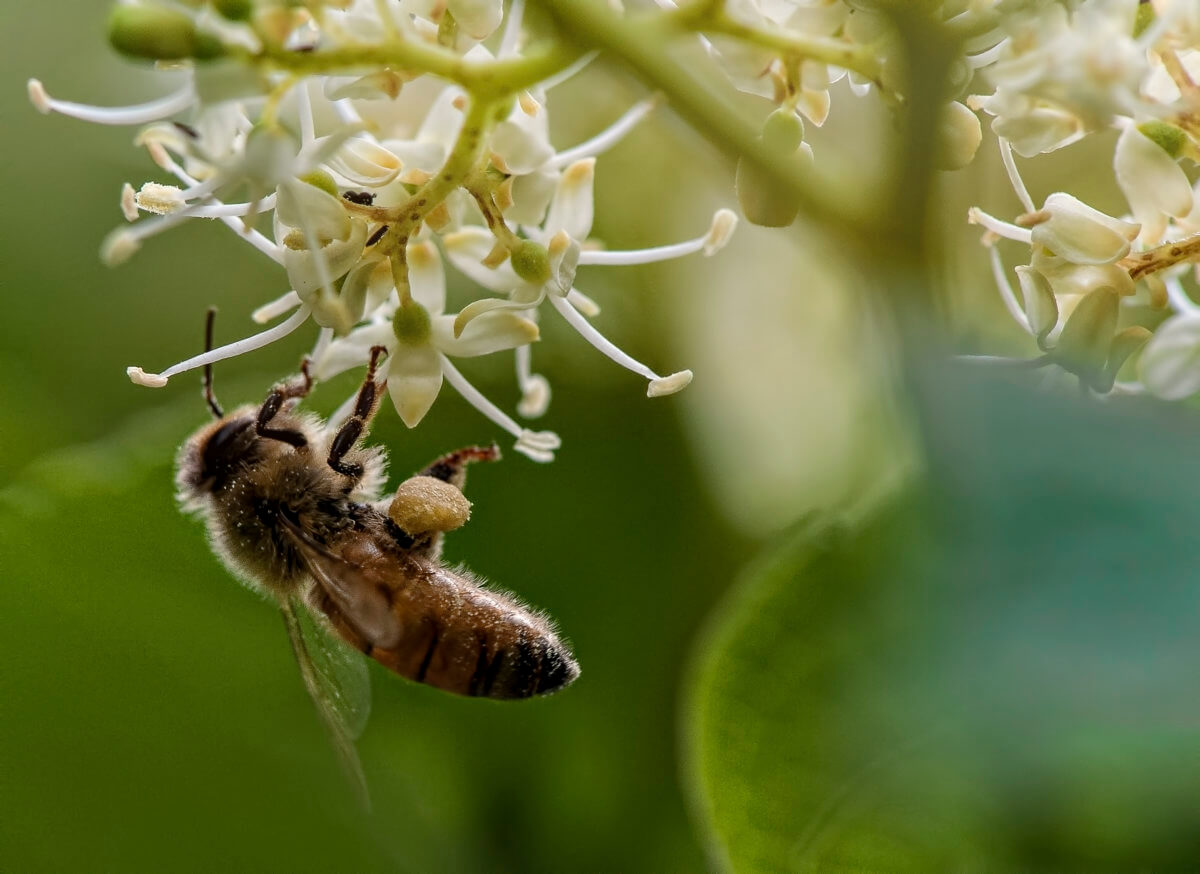 American Honey Bee