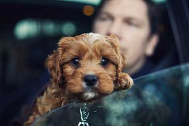 Puppy looking out of the car window