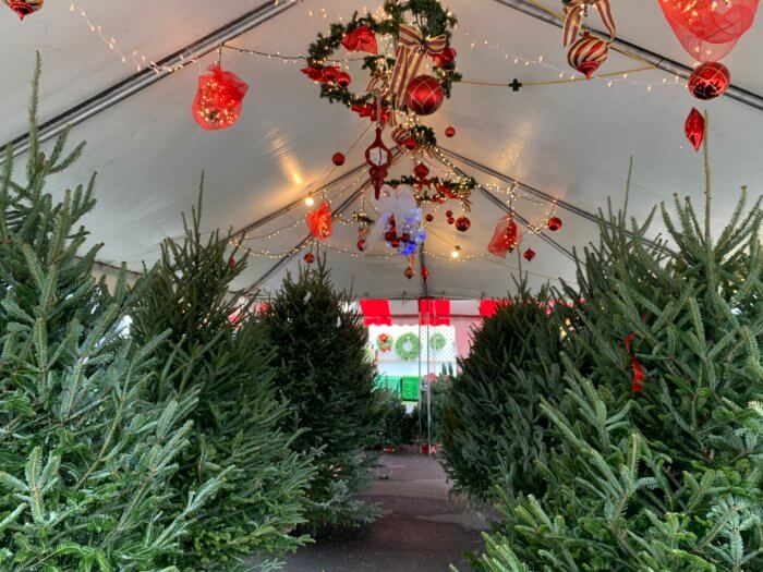 Trees for sale at Greg's Trees Domino Park location