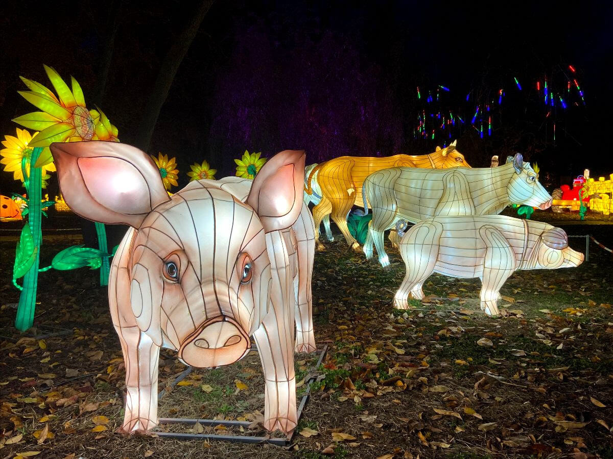 Seasonal lantern festival to light up Queens Farm starting on Thanksgiving amNewYork