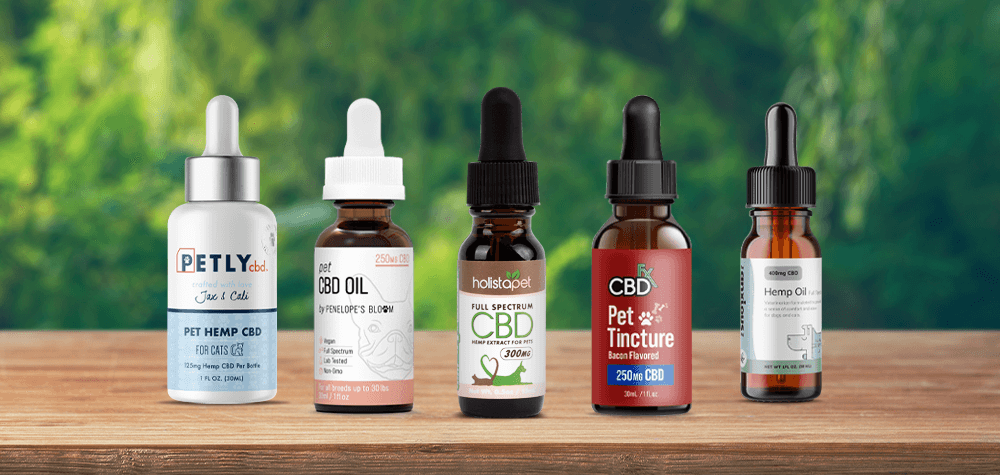 Benefits of CBD Oil For Cats - Cryptopolitan