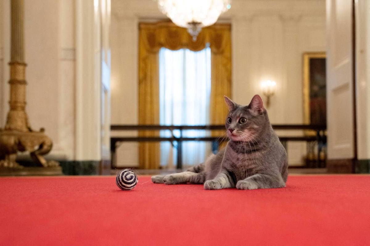 Biden family’s new pet cat Willow is seen at the White House in Washington